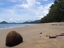 Coconut on the beach I